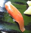 20090102_tsukijikagurazushi_05